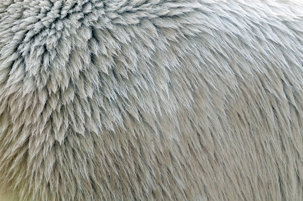 Das Foto zeigt das helle Fell des Eisbären.