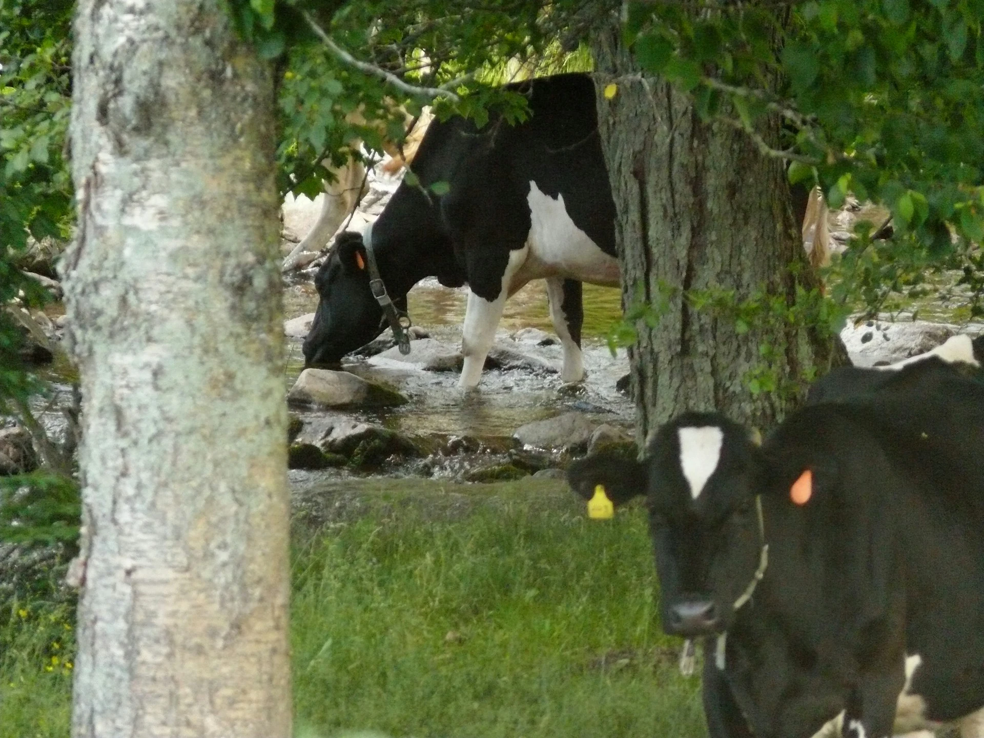 Zwei schwarz-weiße Kühe stehen im Gras an einem Bach.