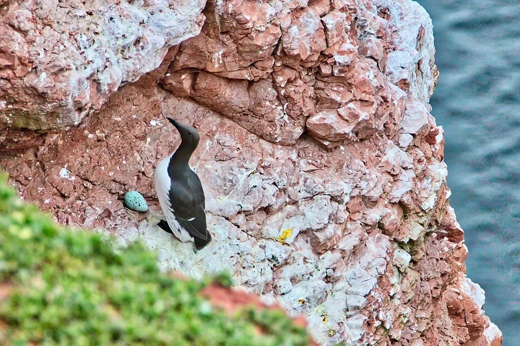Das Foto zeigt eine Trottellumme auf einem rötlichen Felsen. Vor ihren Füßen liegt ein Ei, das an einem Ende spitz zuäuft. Es ist grün-schwarz gesprenkelt.