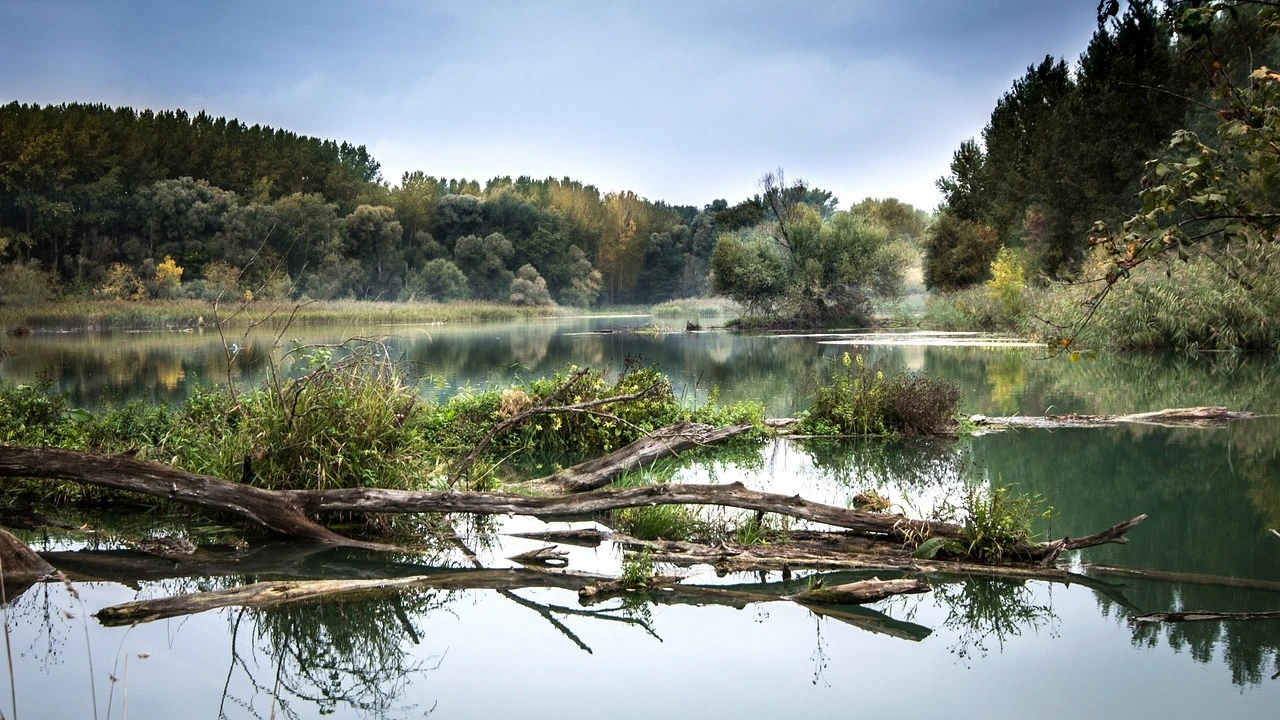 Das Foto zeigt einen Fluss. Die Ufer sind mit Bäumen und Büschen bewachsen, im Wasser liegen einige Äste.