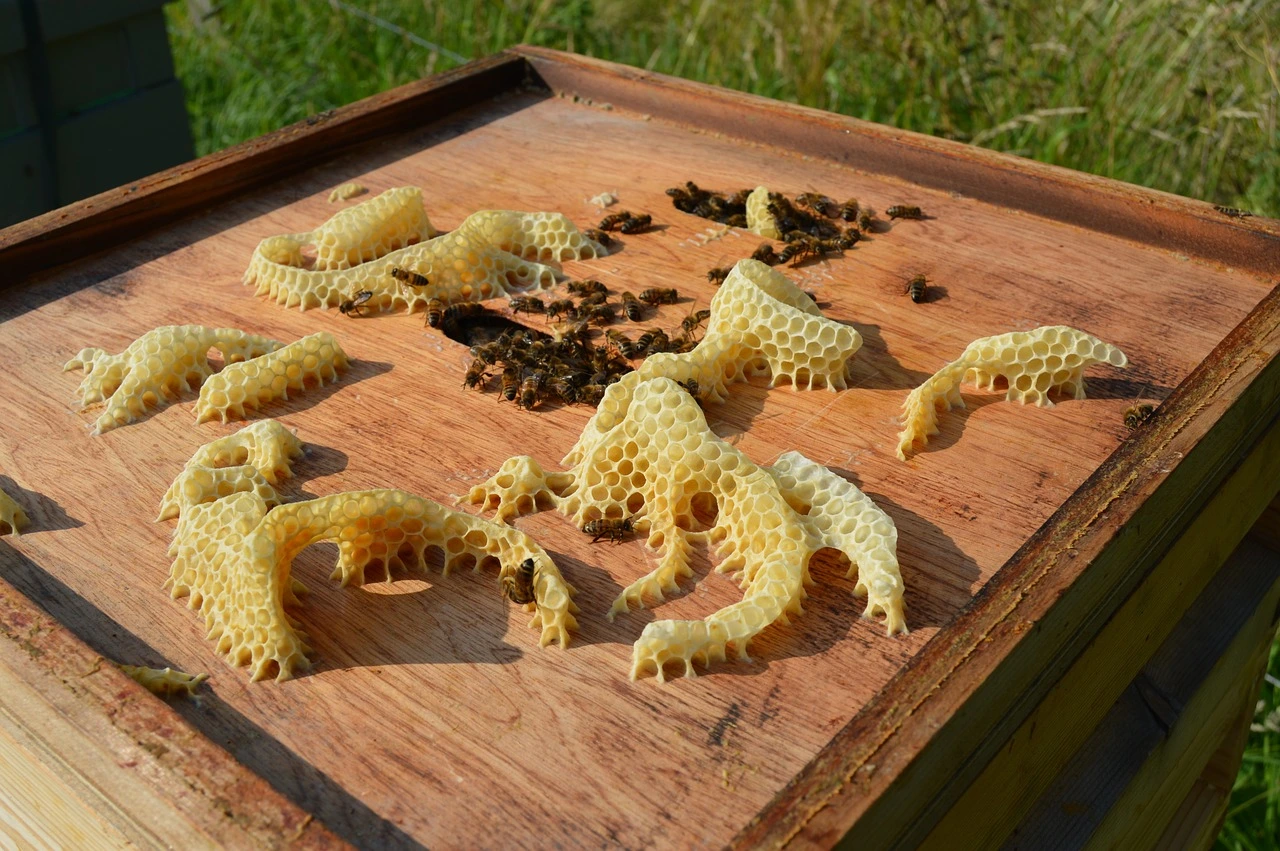 auf einem Bienenstock aus Holz liegen einige Wachsstücke