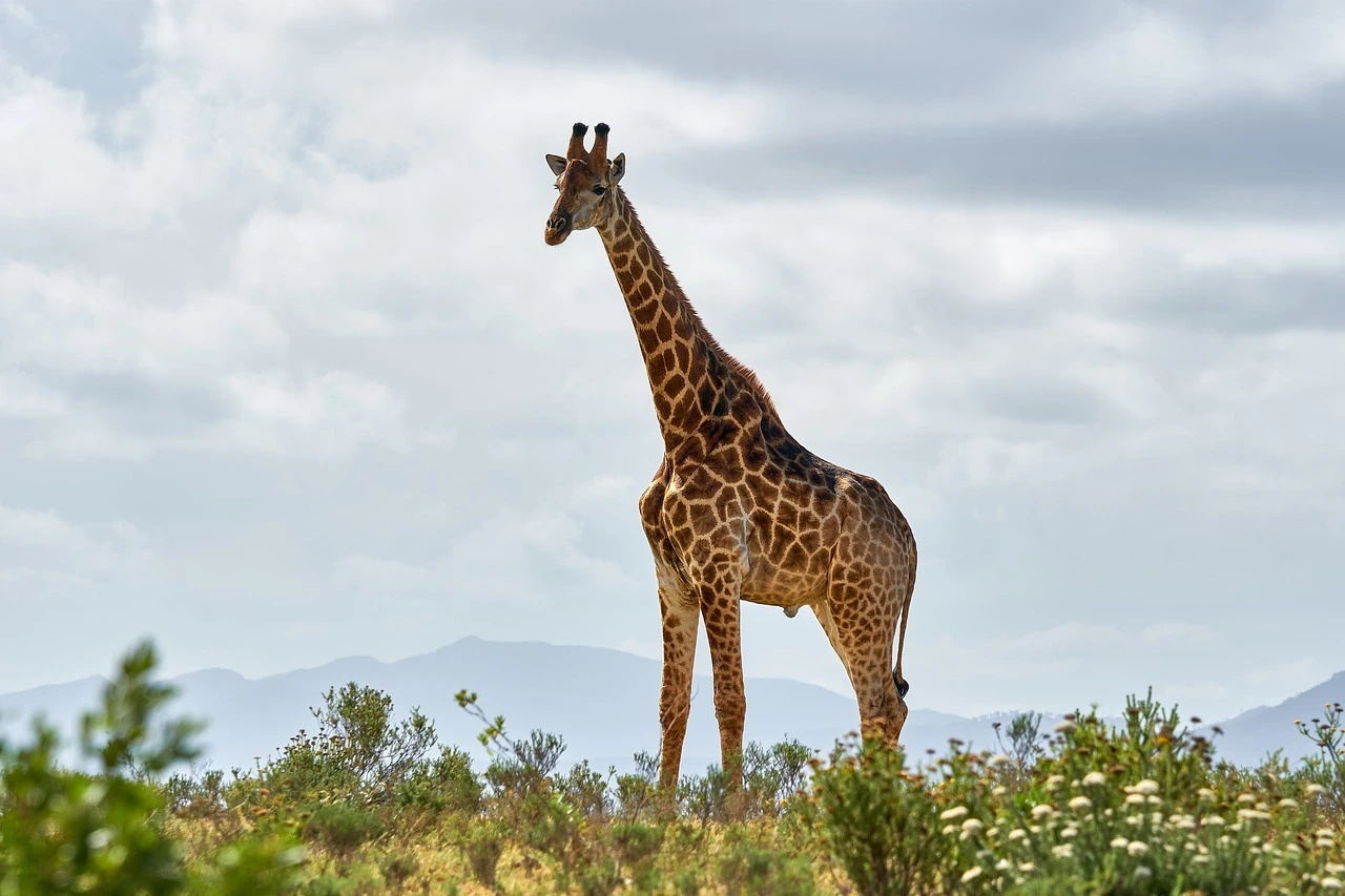Das Foto zeigt eine Giraffe in der Savanne. Sie ragt über die Büsche hinaus.