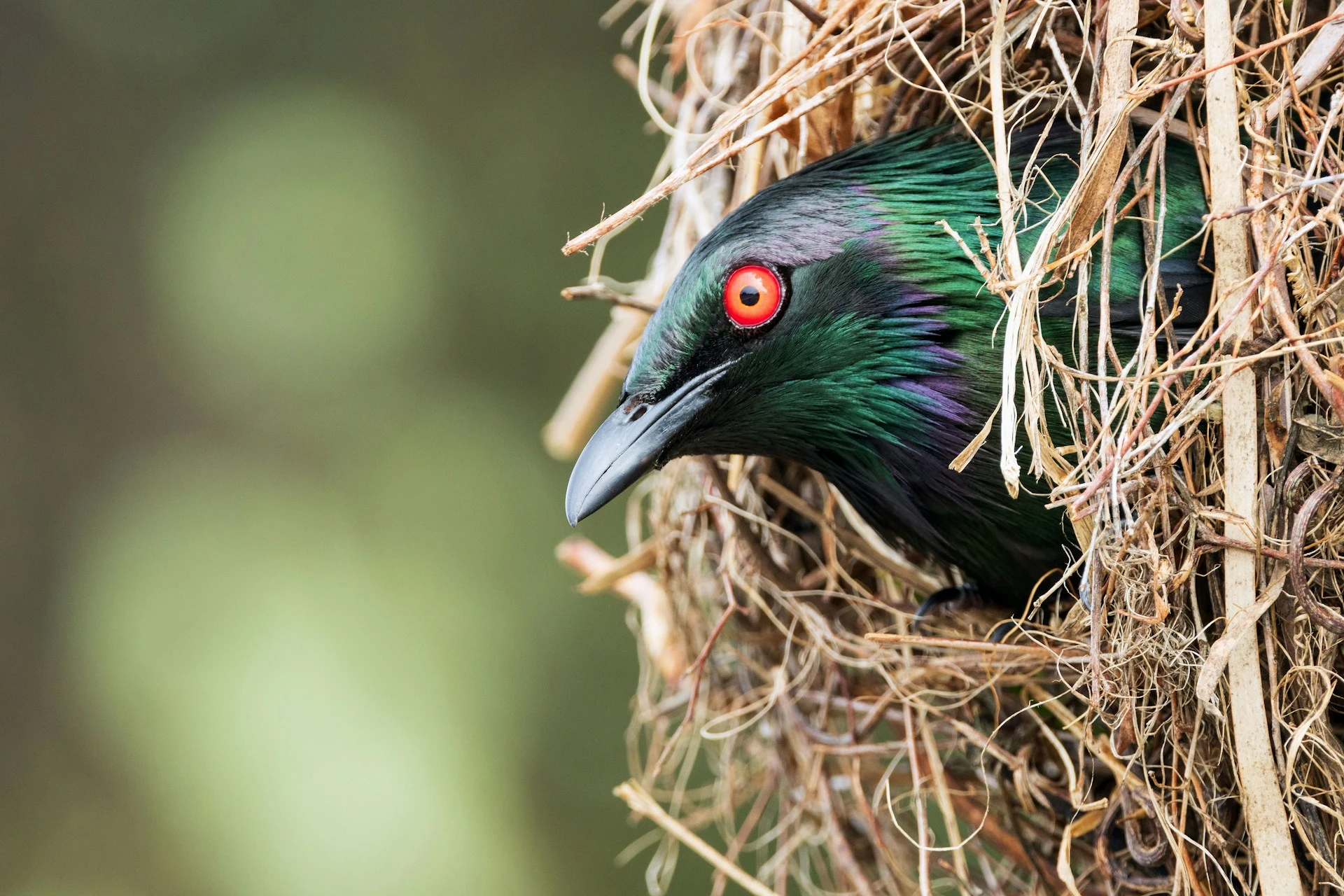 ein Vogel schaut aus einem Nest