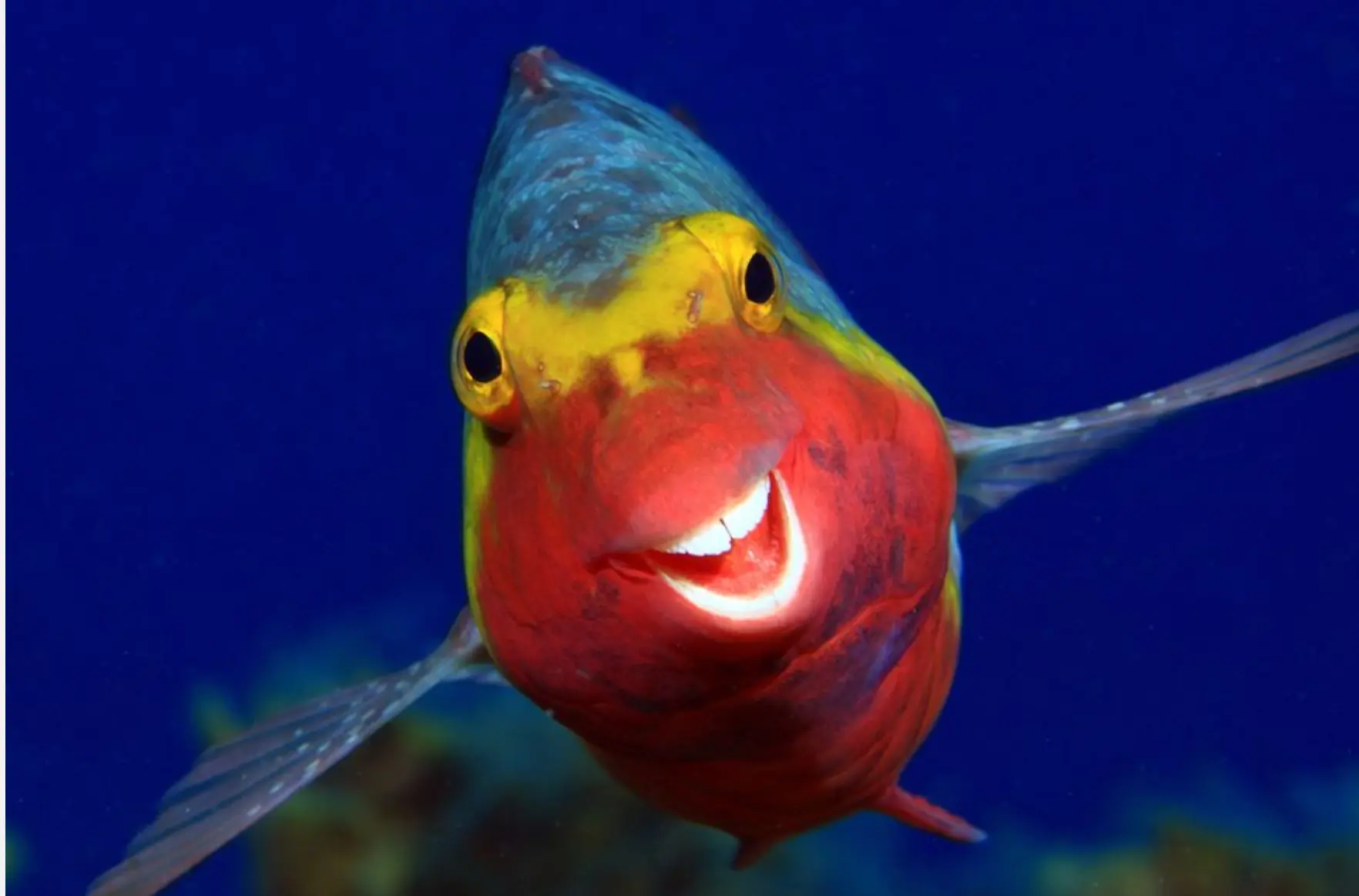 Ein Bild, das Fisch, Aquarium, Meeresbiologie, unterwasser enthält.Automatisch generierte Beschreibung