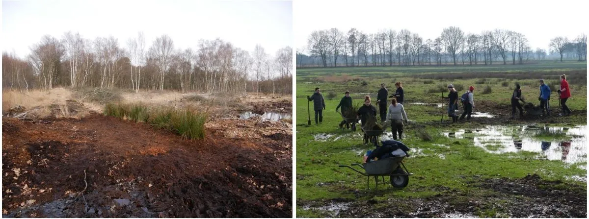 Collage, 2 Bilder, links Bild vom Moor, rechts Bild von Menschen im Moor beim Naturschutzeinsatz