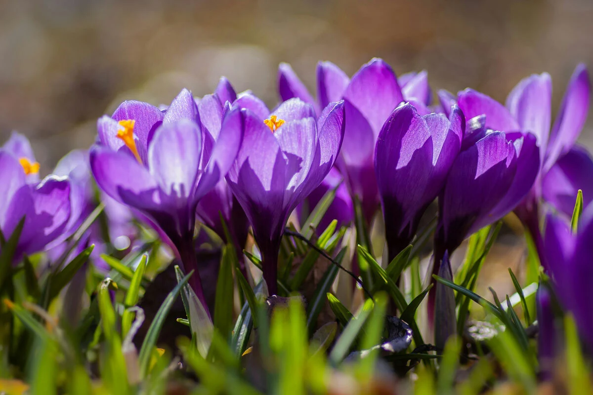 Krokusse im Licht der Frühlingssonne. Foto von Yoksel Zok auf Unsplash
