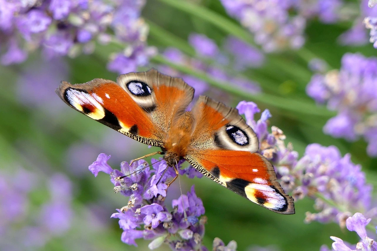 Das Foto zeigt einen Schmetterling auf blau-violetten Blüten.