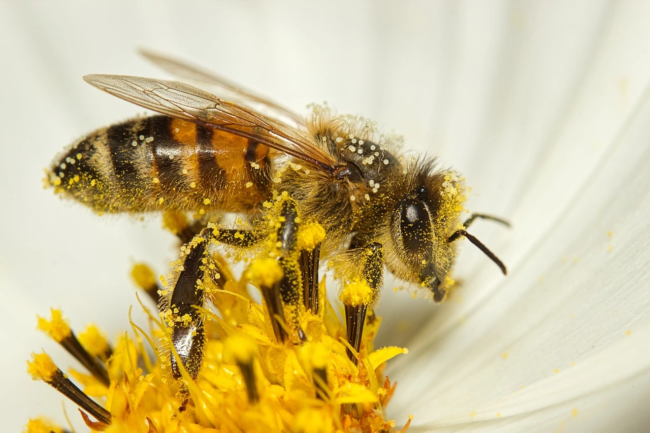 eine Honigbiene auf einer weißen Blüte mit gelben Pollen