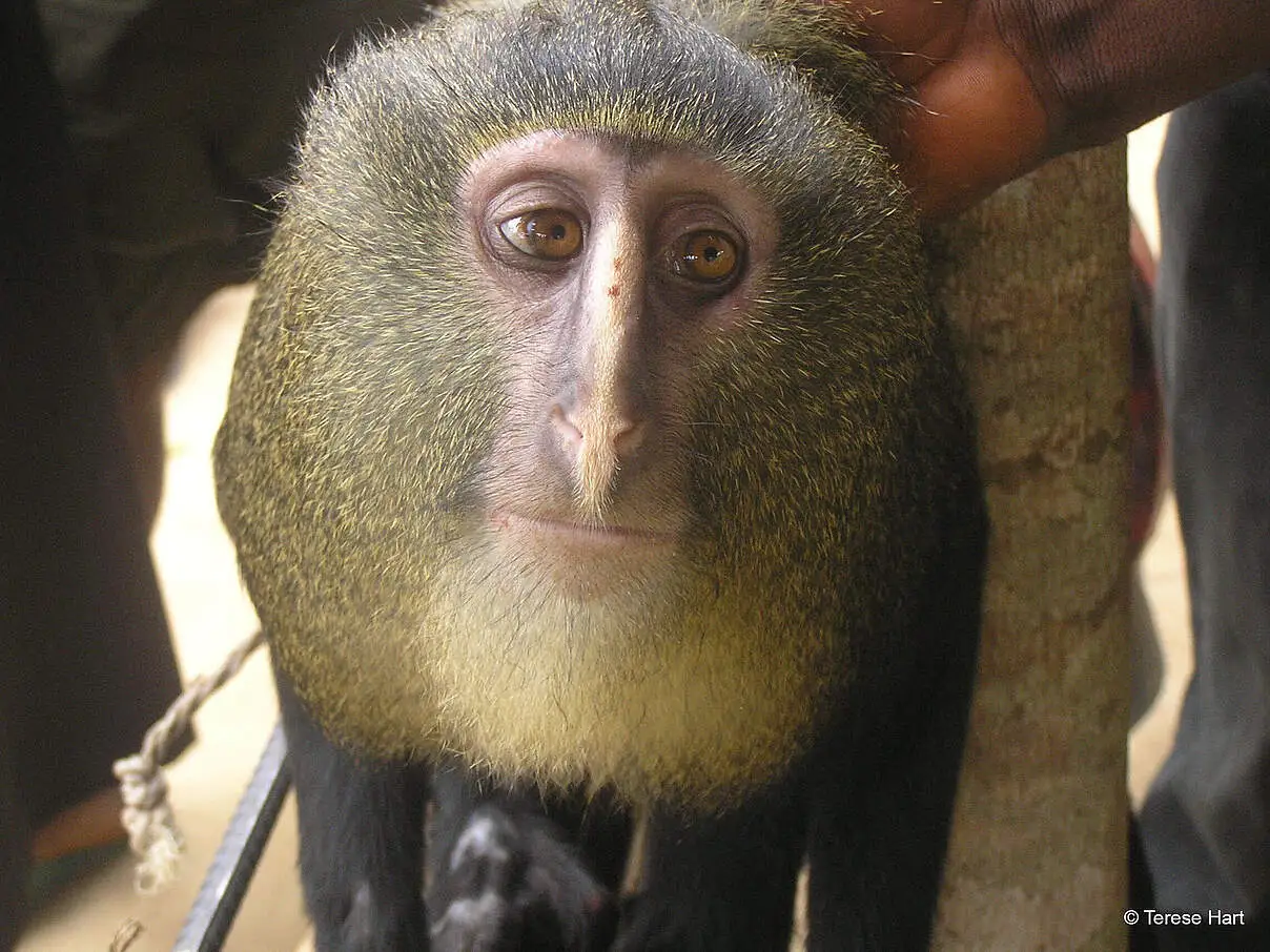 Das Foto zeigt einen graubraunen Affen mit großen Augen.