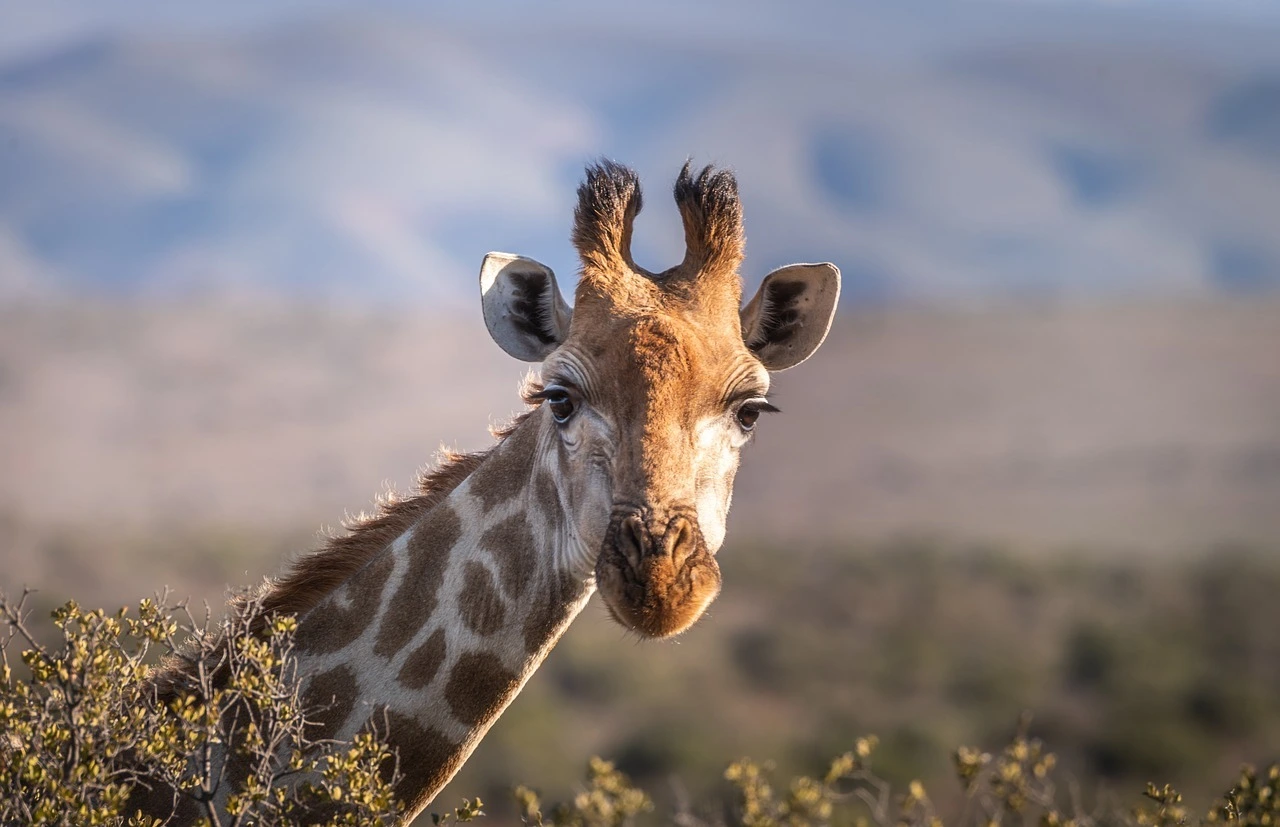 Das Foto zeigt den Kopf einer Giraffe. Zu sehen sind die zwei Hörner auf der Stirn.