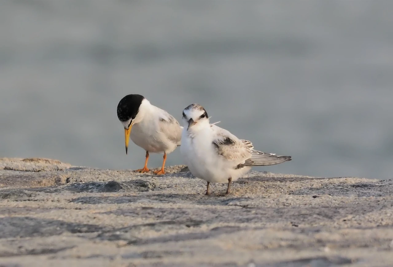 Das Foto zeigt zwei Zwergseeschwalben. Der ausgewachsene Vogel hat einen schwarzen Kopf und ein weißes Gefieder.