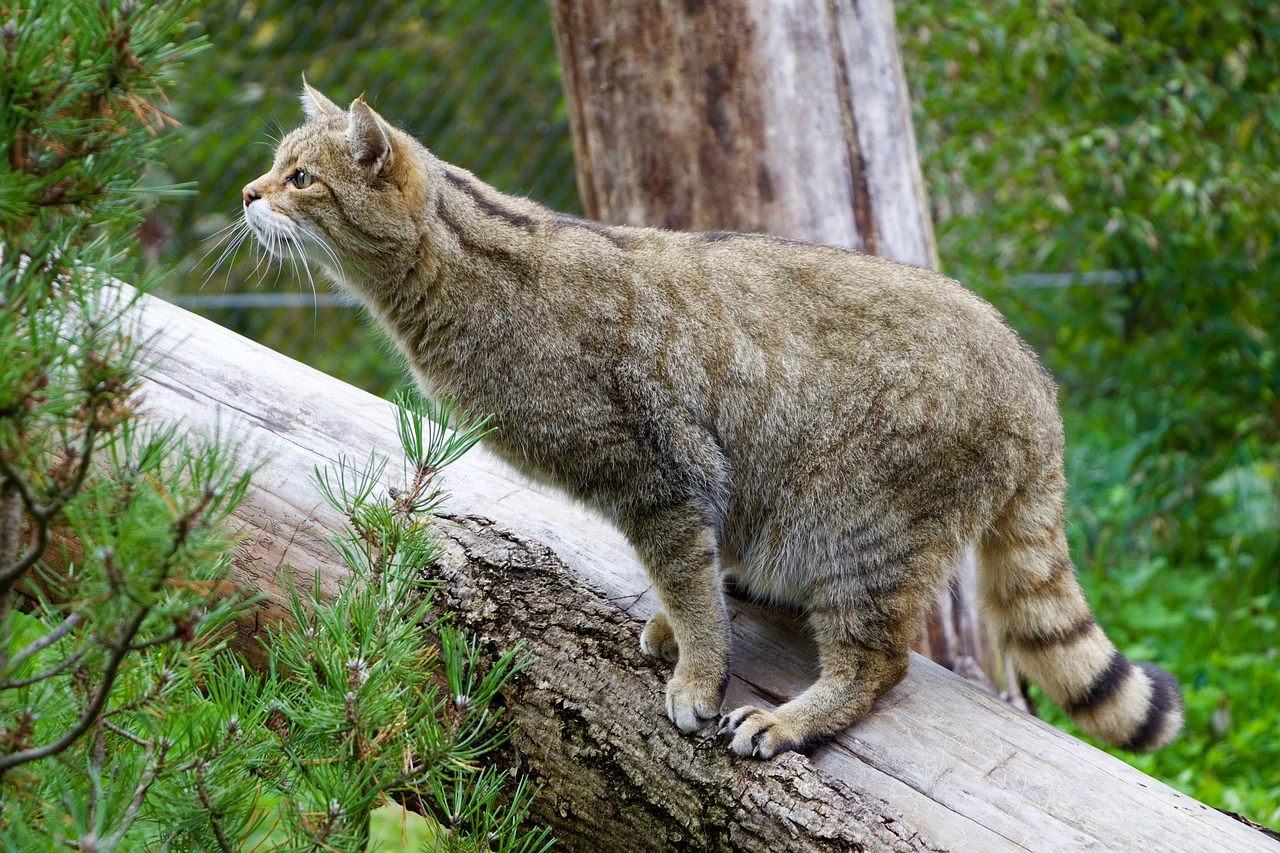 eine braune Wildkatze klettert über einen umgestürzten Baum