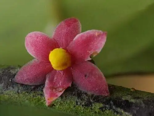 Das Foto zeigt die lilafarbene Blüte eines Baumes.
