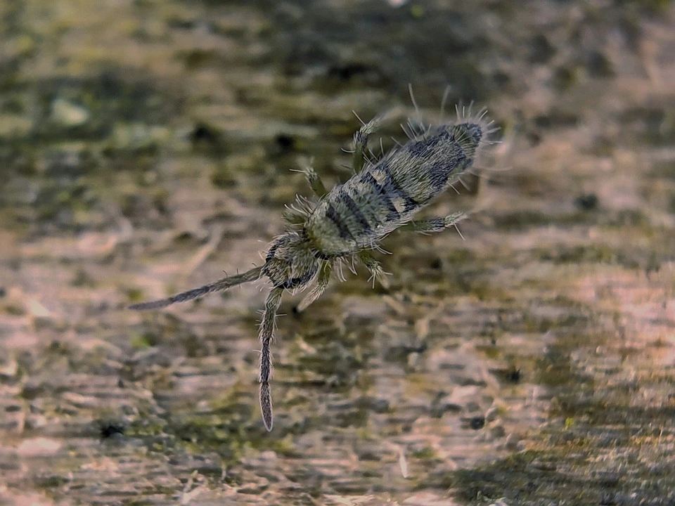 Das Bild zeigt einen Springschwanz von oben auf einem holzigen Untergrund. 