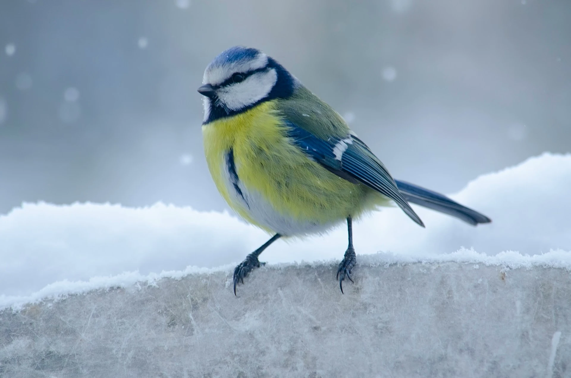 eine Meise im Schnee