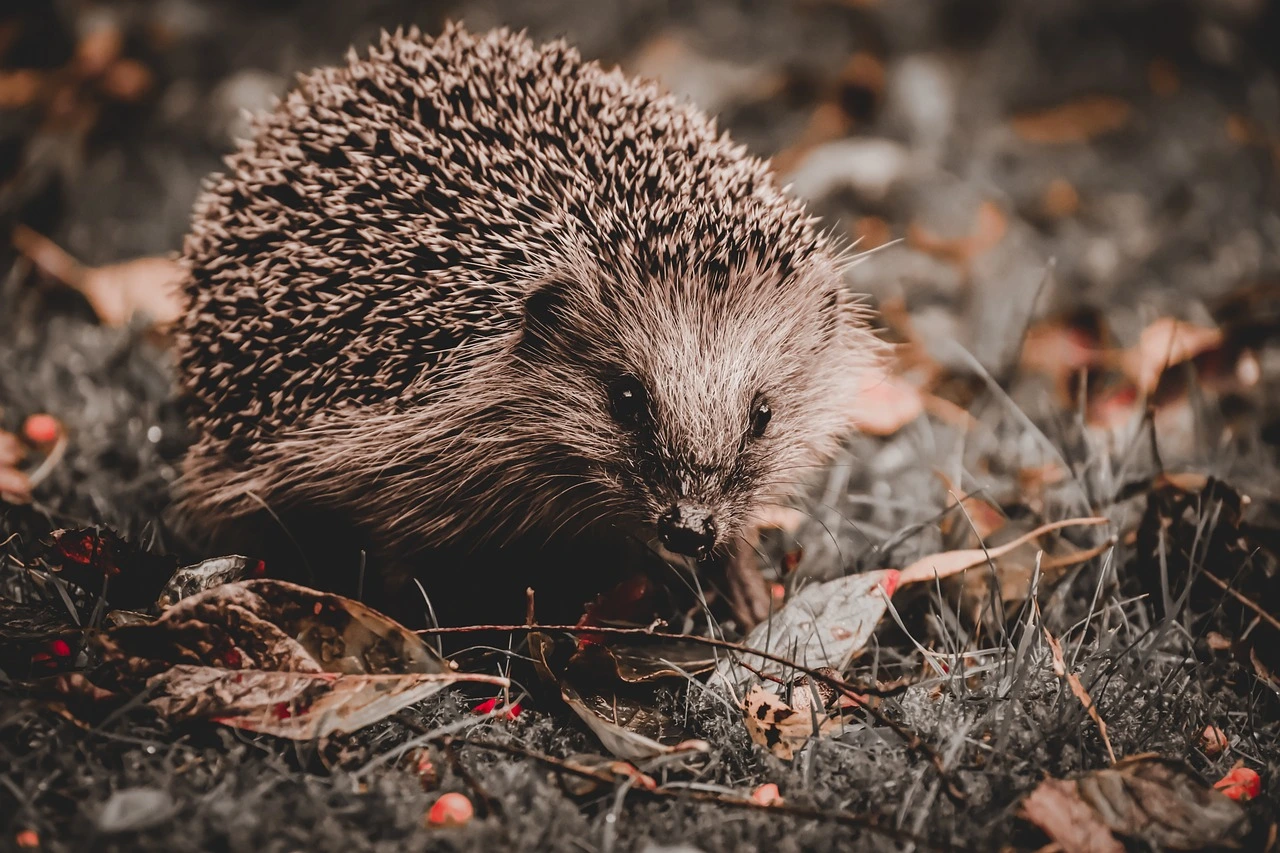 Das Foto zeigt einen Igel auf Laub.