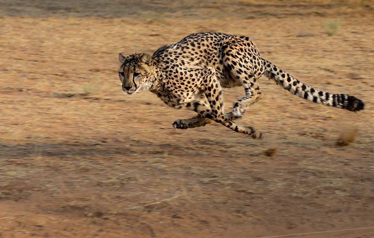 Das Foto zeigt einen schnell rennenden Gepard.