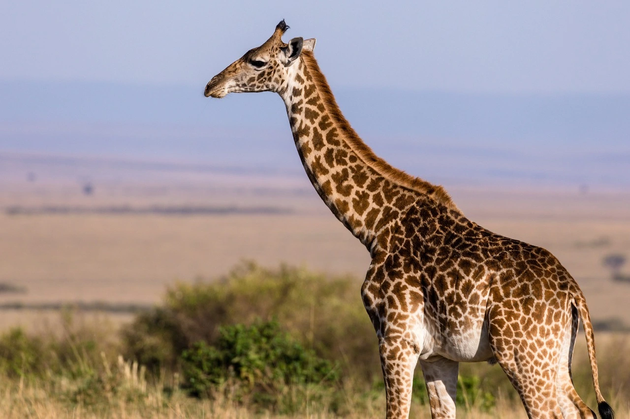 Das Foto zeigt eine Giraffe. Im Hintergrund ist Steppe zu sehen.