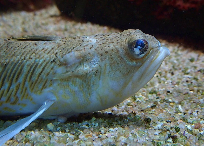 Das Foto zeigt einen weiß-bräunlich gemusterten Fisch auf dem Meeresboden.