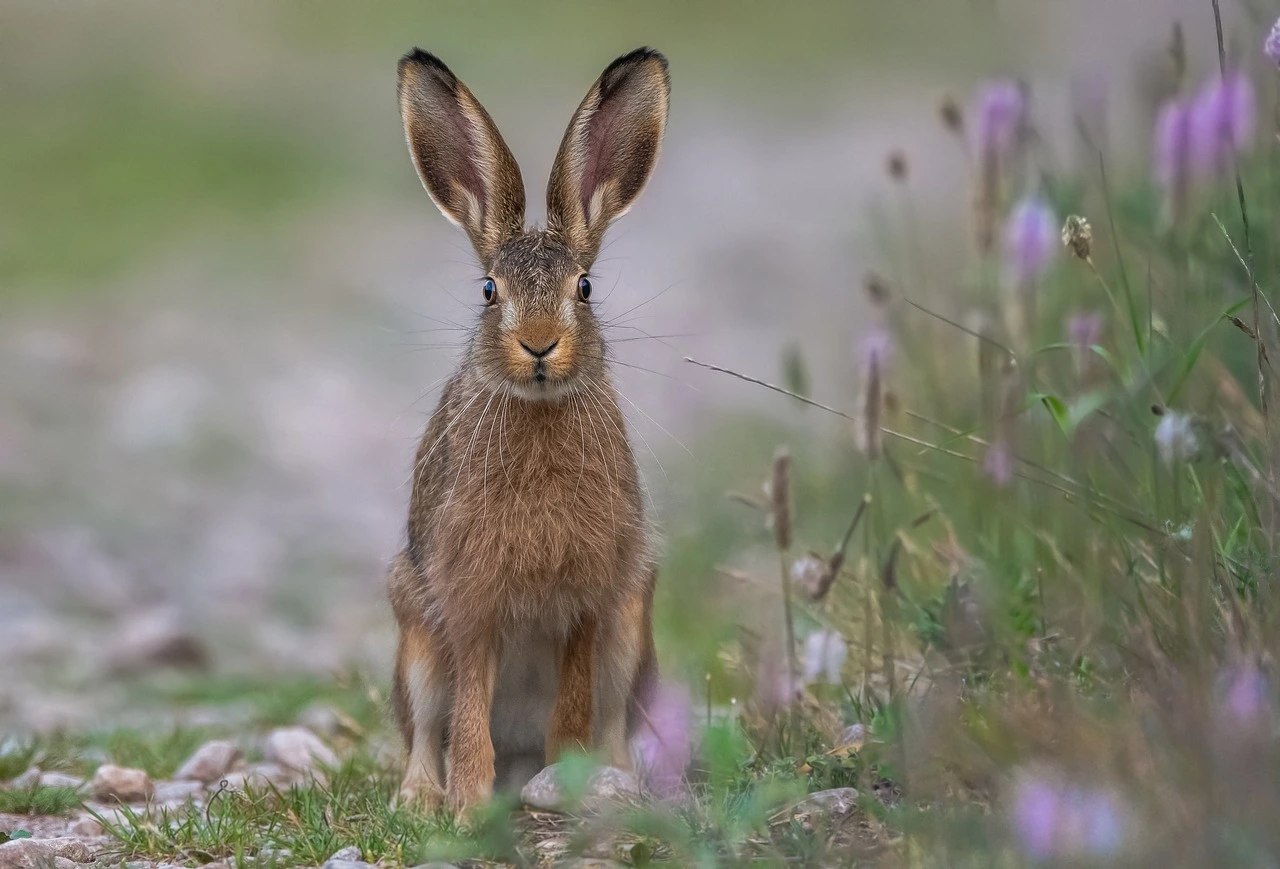 Das Foto zeigt einen braunen Feldhasen. Er sitzt auf einer Wiese, schaut Richtung Kamera und hat die Ohren aufgestellt.