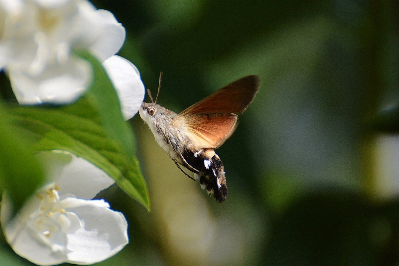 Das Foto zeigt einen Schmetterling (Taubenschwänzchen) an weißen Blüten.