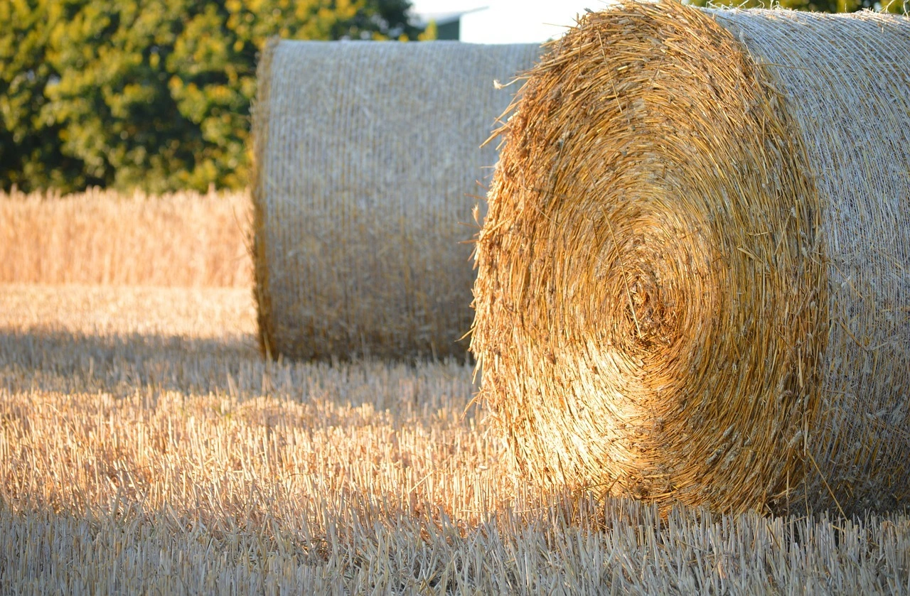 Das Foto zeigt zwei runde Strohballen auf dem Feld.
