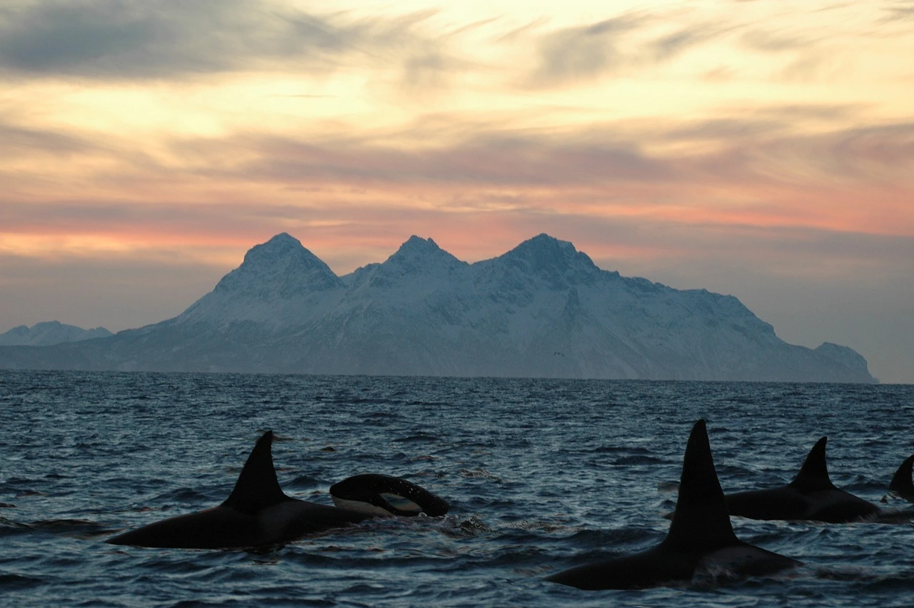 Das Foto zeigt mehrere Wale im Meer. Im Hintergrund ist eine Bergkette.