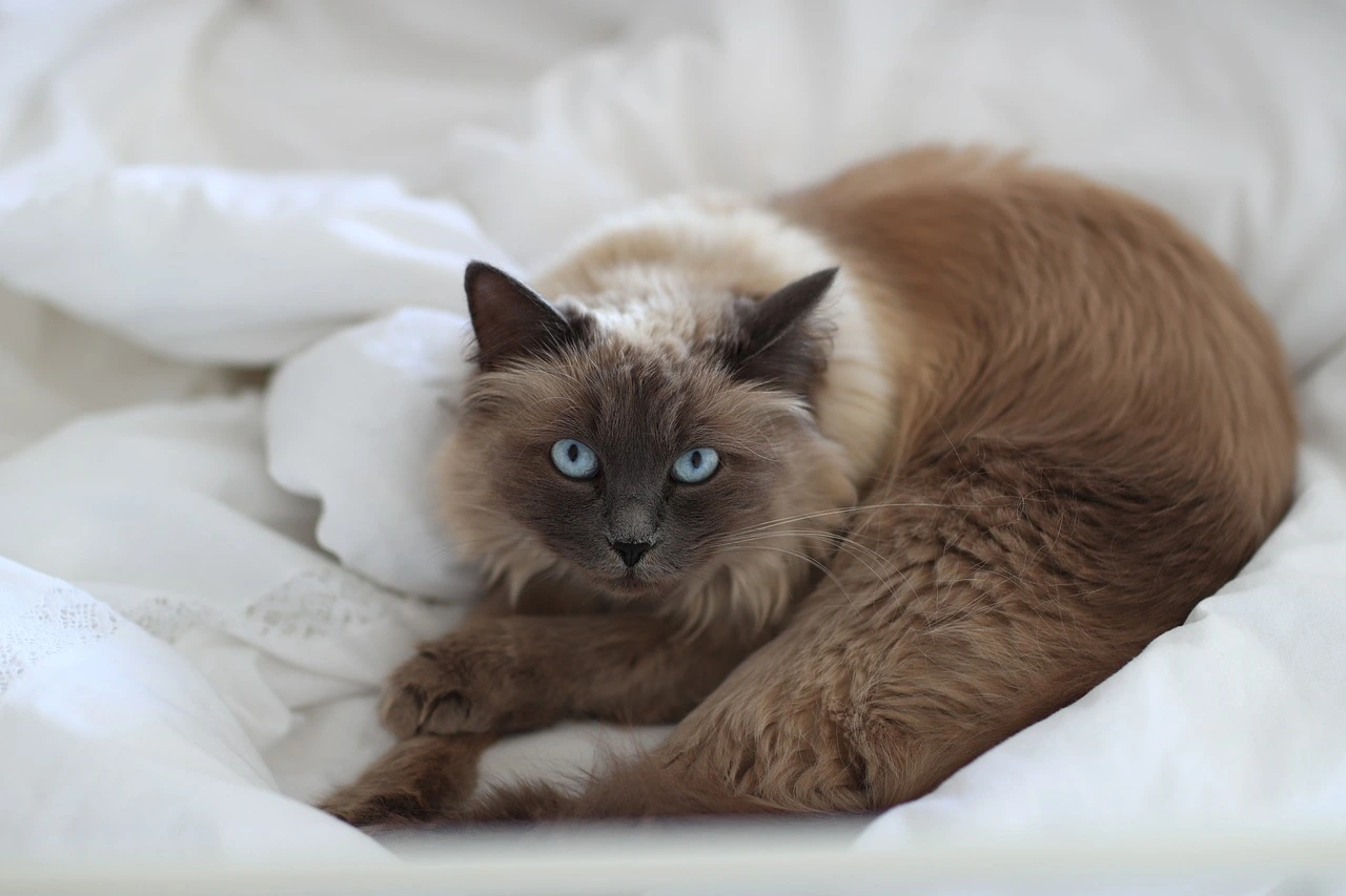 eine graubraune Katze liegt auf einem weißen Untergrund