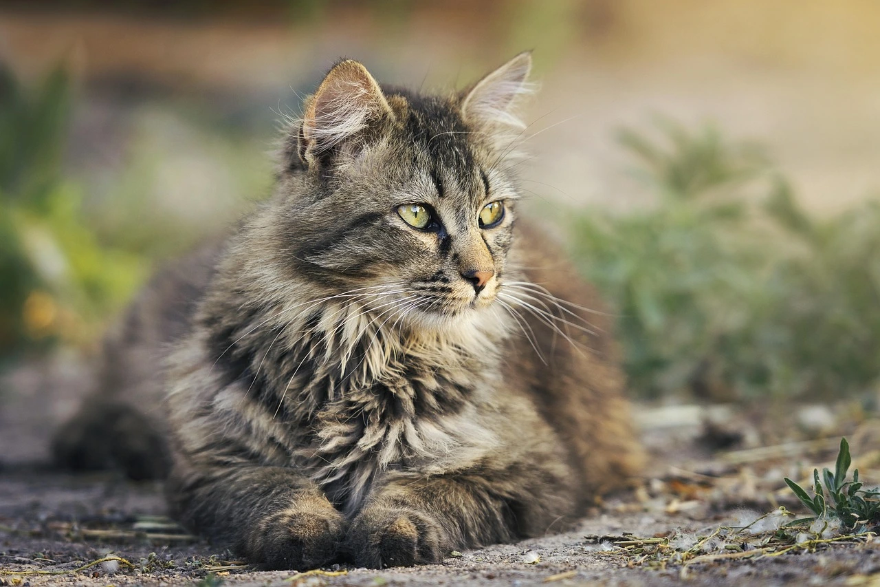 eine grau-braune Katze liegt auf dem Boden und schaut sich um