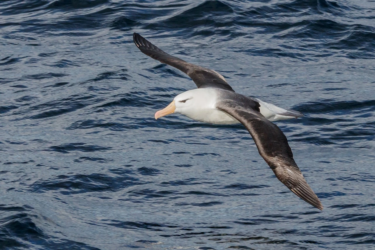 Dsa Foto zeigt einen schwarz-weißen Albatros. Er fliegt über dem Meer.