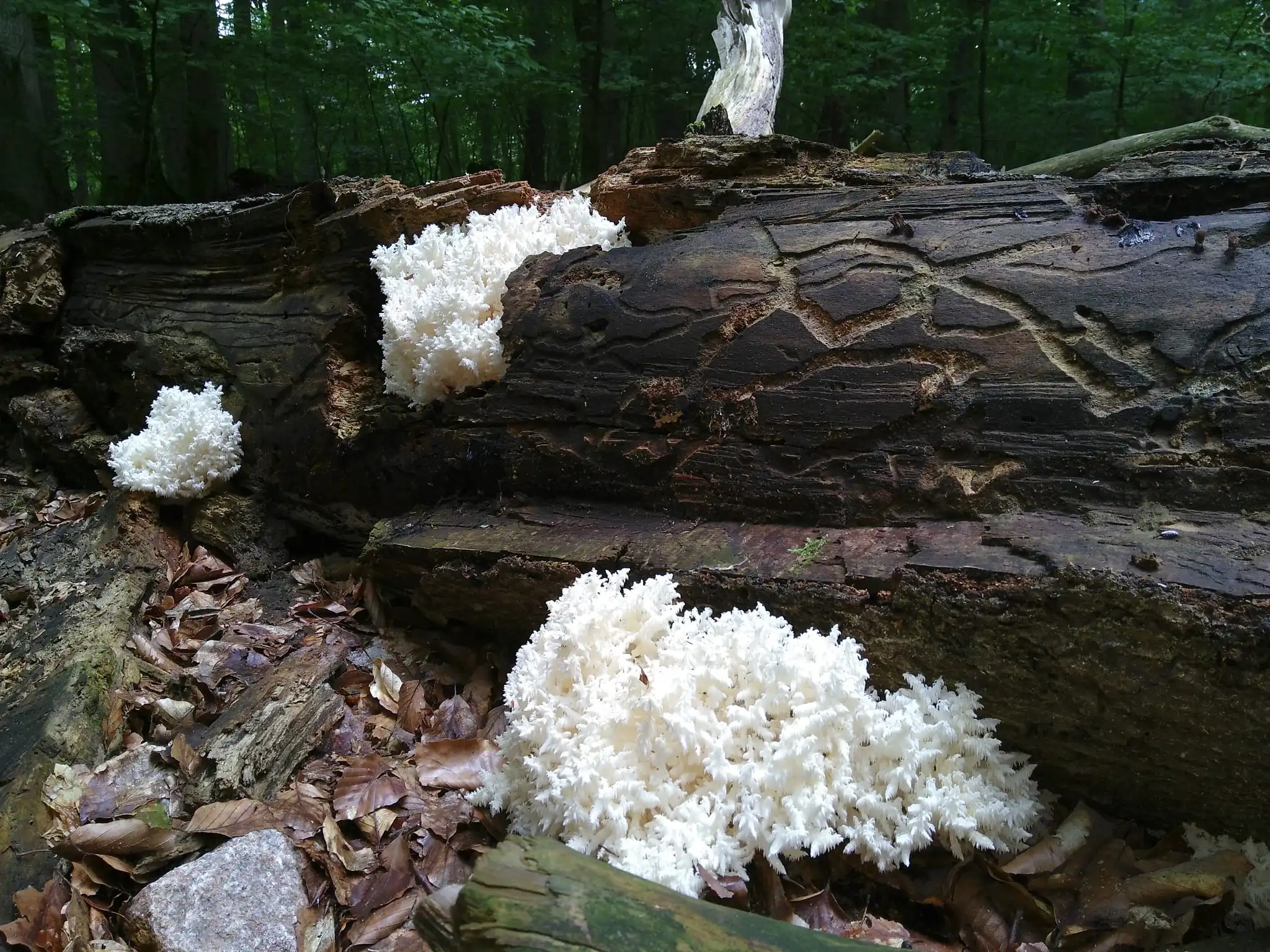 Das Bild zeigt einen abgestorbenen Baumstamm am Boden und daraus hervorwachsend einen weißen Pilz, der ein wenig an Eiskristalle erinnert.