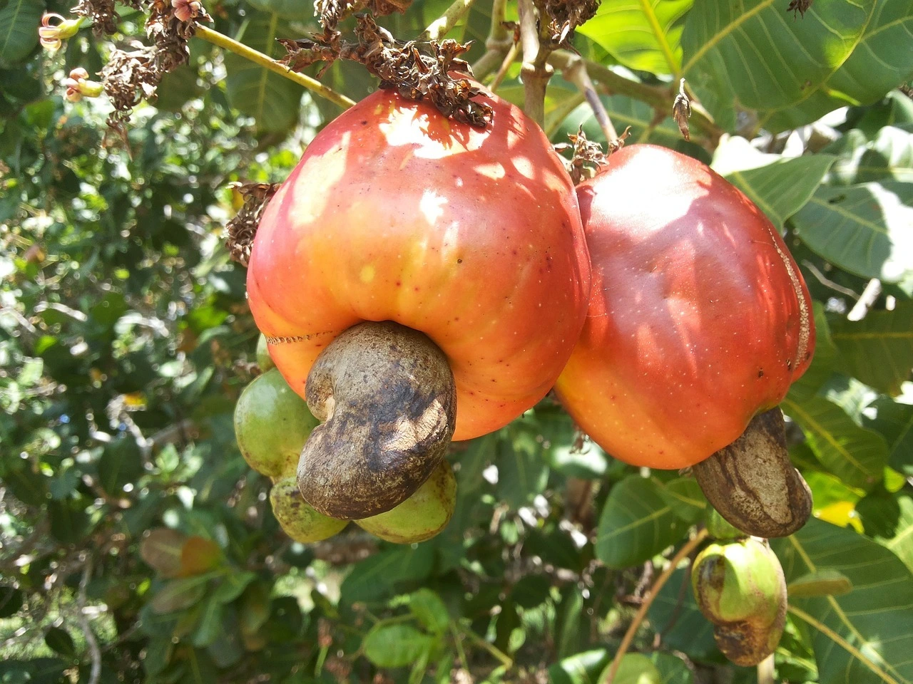 Das Bild zeigt einen orange-gelben Cashewapfel am Baum, an dem unten eine Cashwe hängt. Diese ist graubraun.
