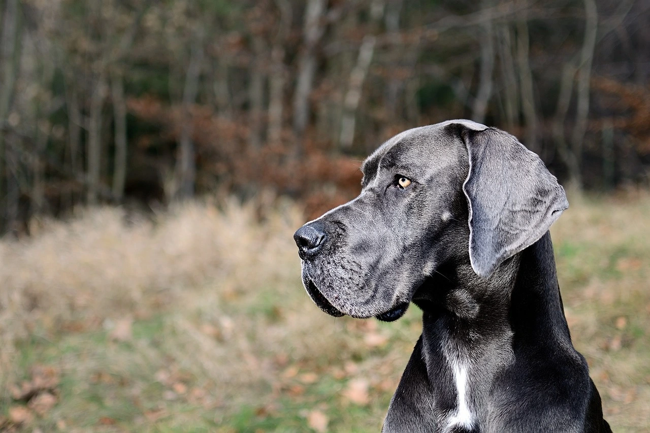 Portrait eines großen, schwarzen Hundes vor einer herbstlichen Landschaft