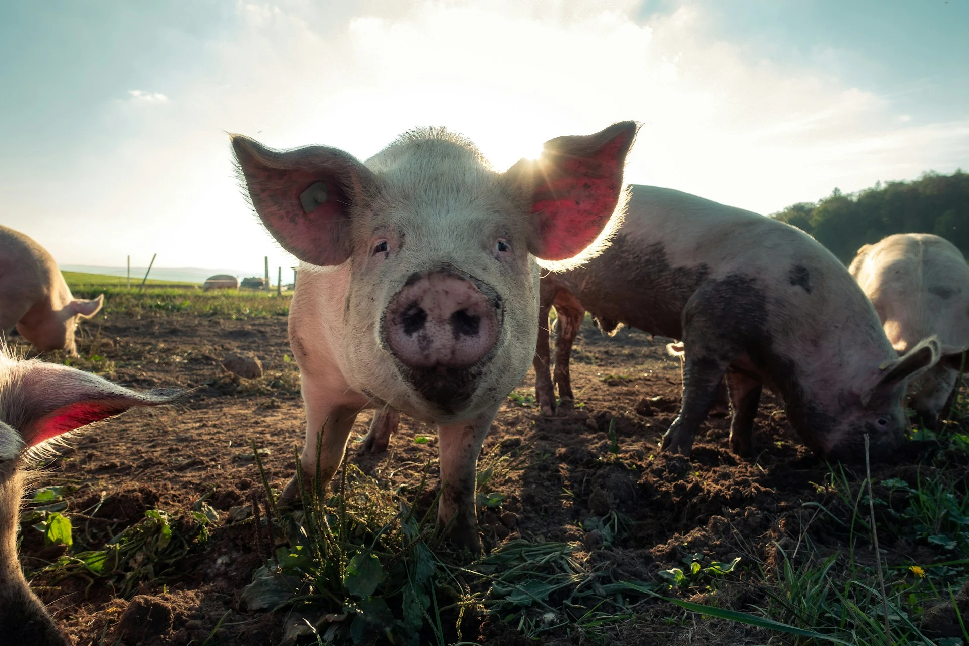 Ein Schwein, das in die Kamera blickt