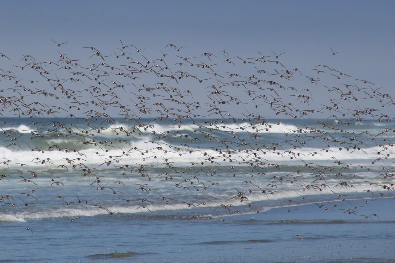 Das Foto zeigt einen Strandabschnitt. Über der Brandung fliegen mehrere Vögel.