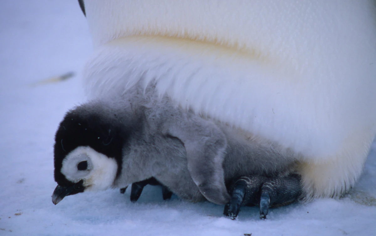 Kaiserpinguin-Küken schaut unter der Bauchlasche eines Elterntieres hervor