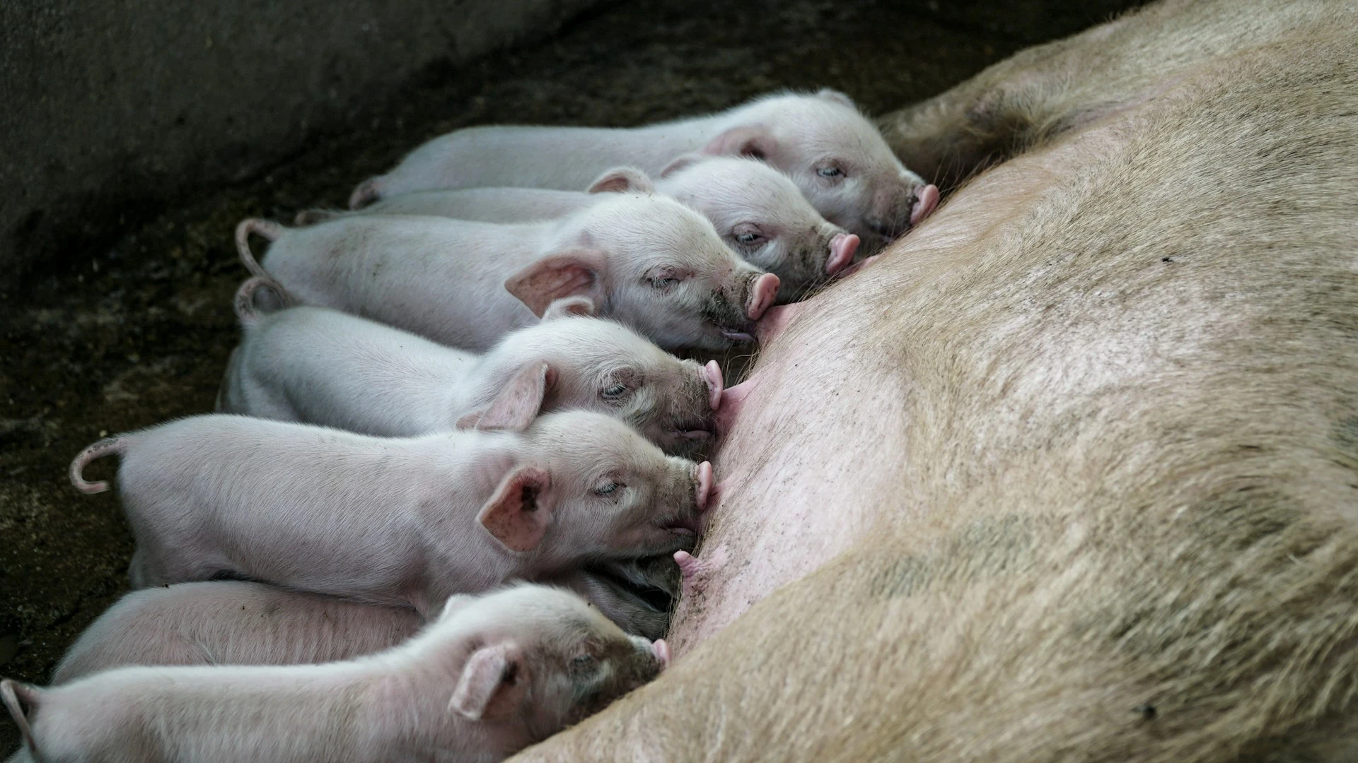 Eine liegende Muttersau säugt mehrere Ferkel