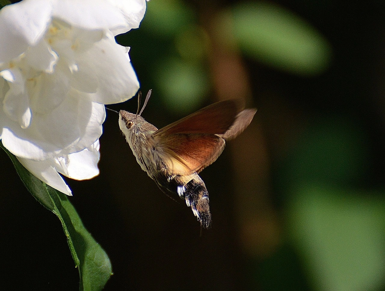 Ein Taubenschwänzchen fliegt vor einer weißen Blüte und trinkt Nektar