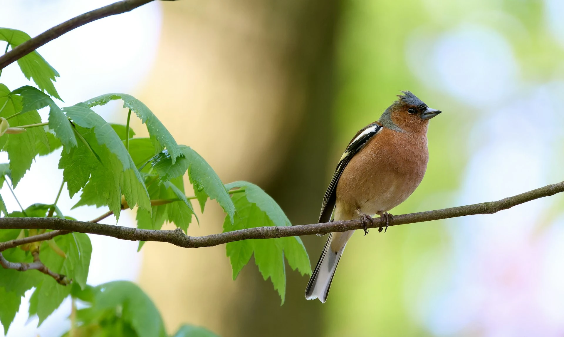 ein Vogel sitzt in einem Baum