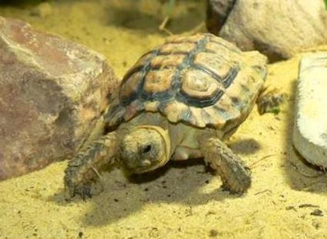 Das Foto zeigt einen Schildkröte. Der Panzer hat Rillen und ist am Rand gezackt.