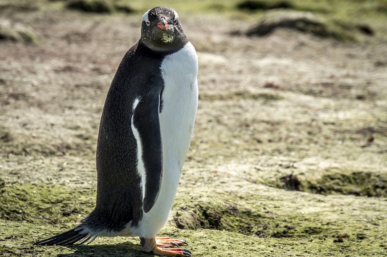 Das Bild zeigt einen Eselspinguin, der den Kopf zur Kamera gedreht hat.