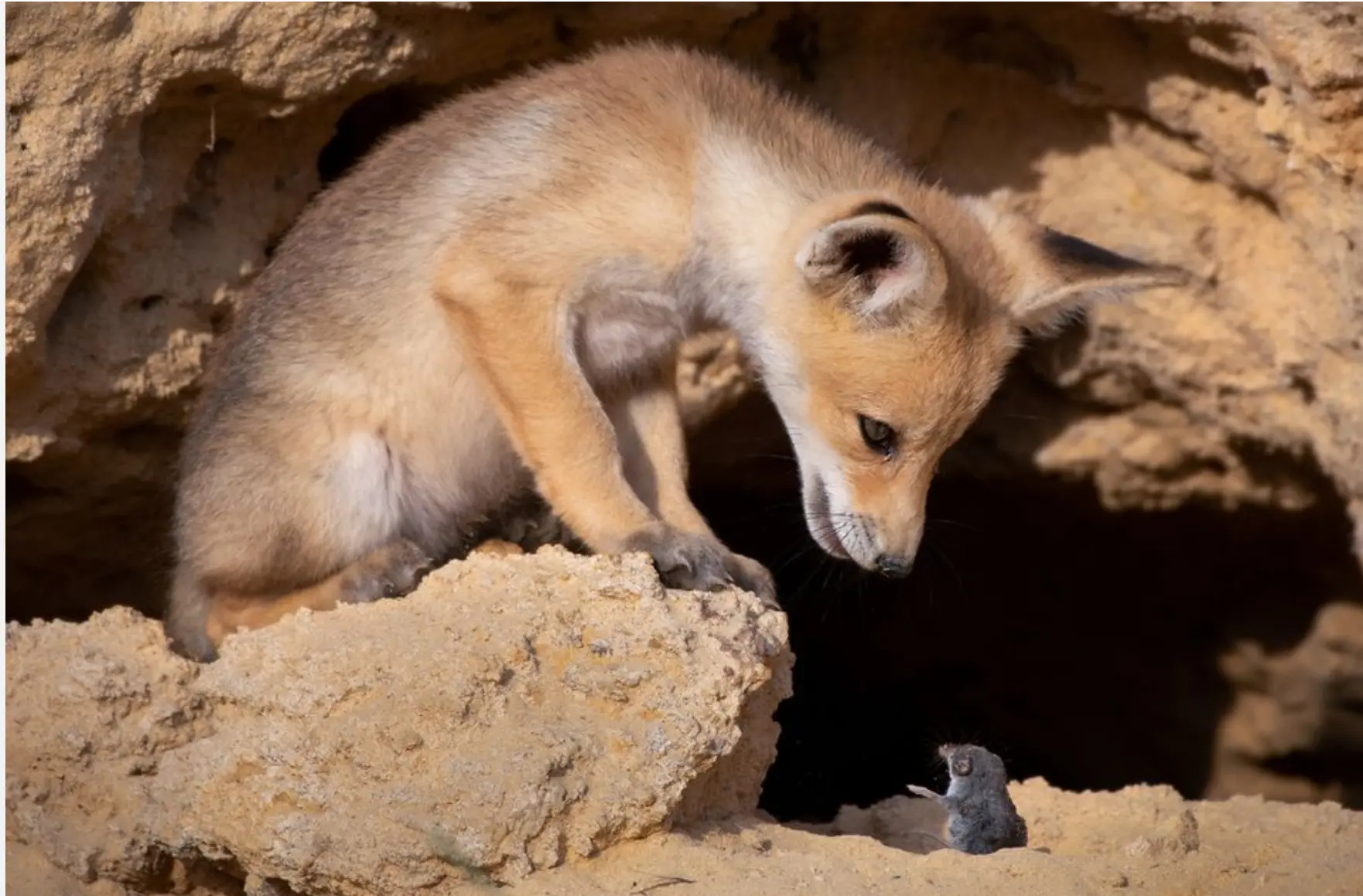 Ein Bild, das Säugetier, Fuchs, draußen, Gelände enthält.Automatisch generierte Beschreibung