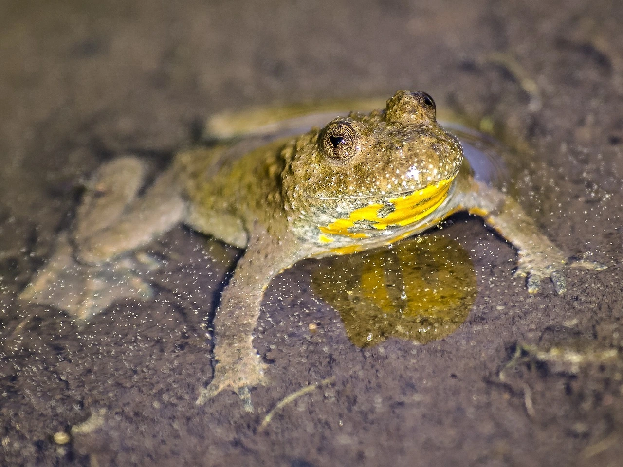 Das Foto zeigt eine Gelbbauchunke im Wasser.