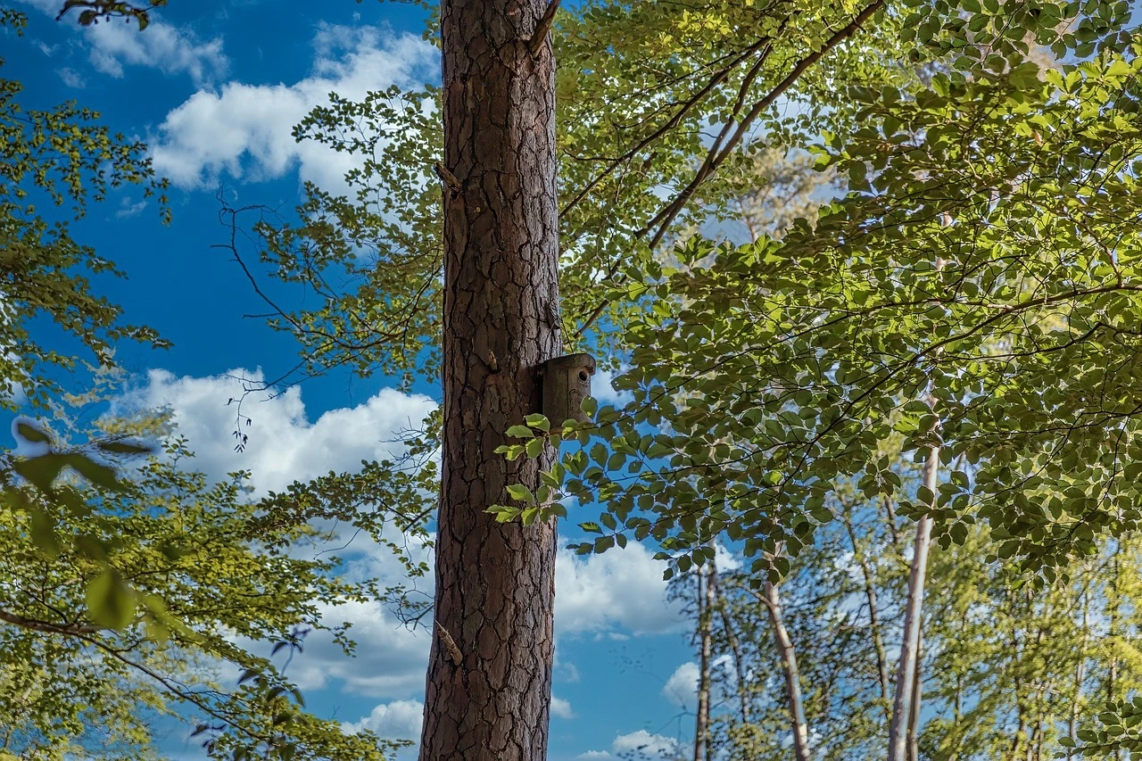 Das Foto zeigt einen Baum. Im Hintergrund sind weitere Baumkronen und Himmel zu sehen.