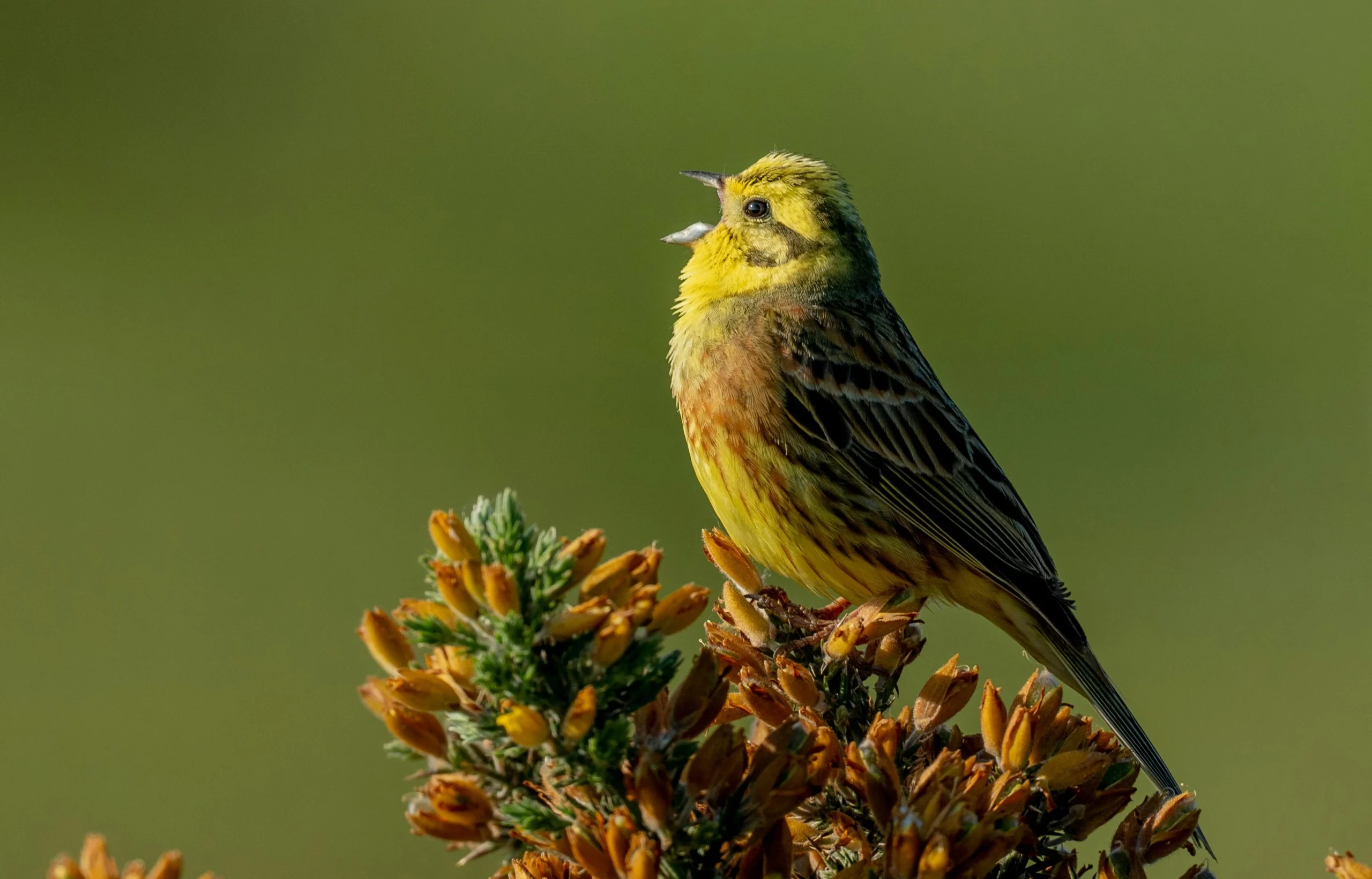 Singende Goldammer © Bob Brewer auf Unsplash 
