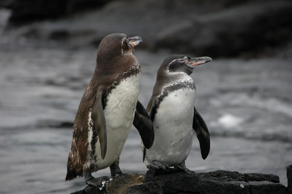 Zwei Galapagos-Pinguine stehen auf einem Felsen.