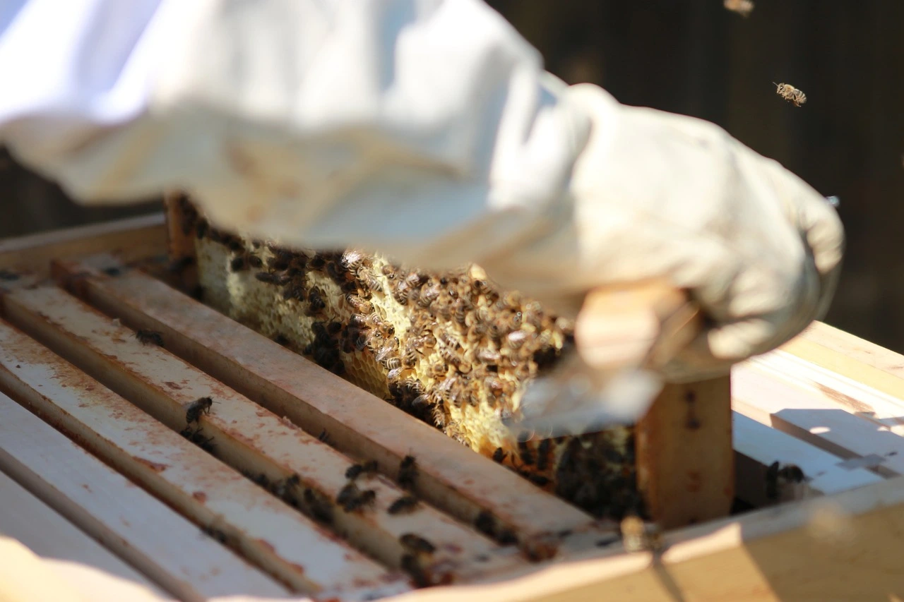ein Imker in weißer Schutzkleidung entnimmt eine Bienenwabe