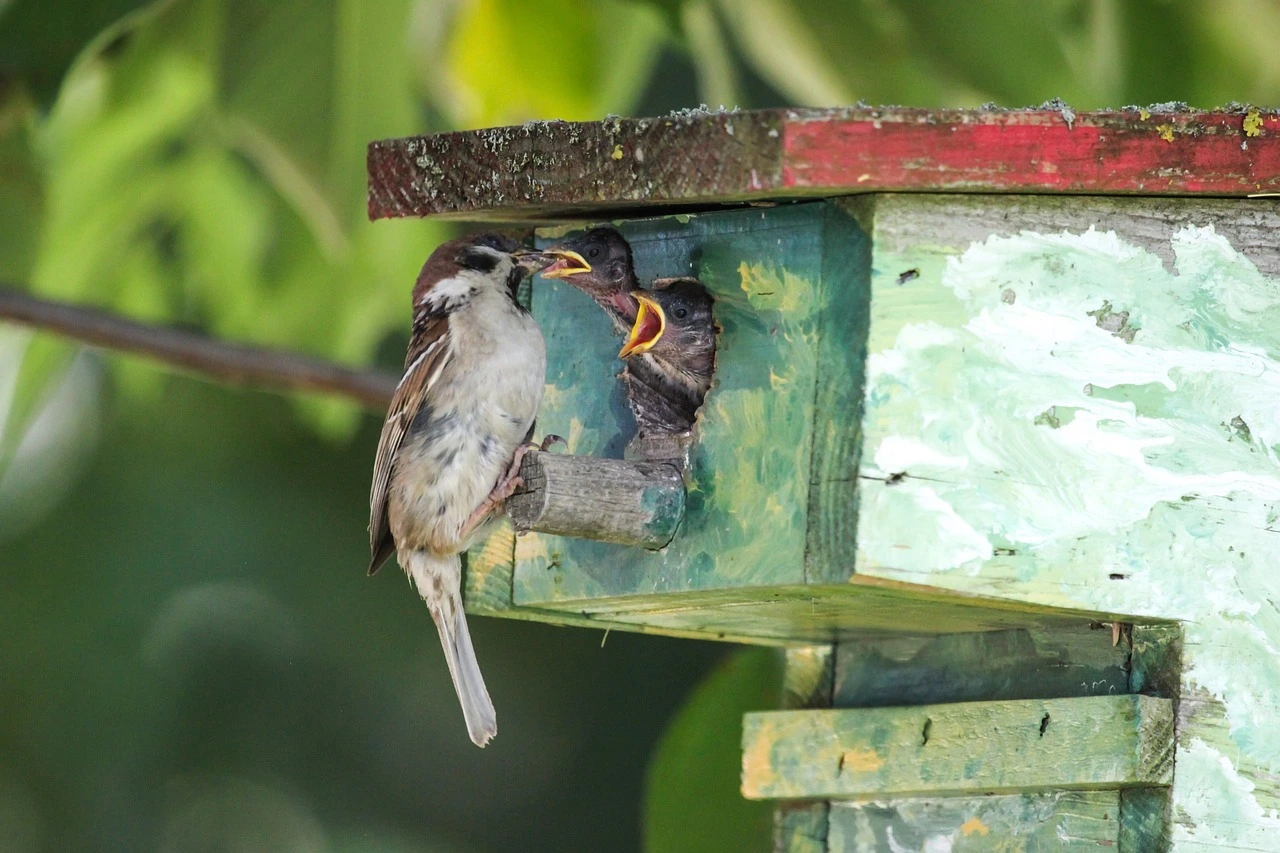 Das Foto zeigt einen Nistkasten, aus dem mehrere Jungvögel schauen. Sie werden gerade von einem erwachsenen Vogel gefüttert.