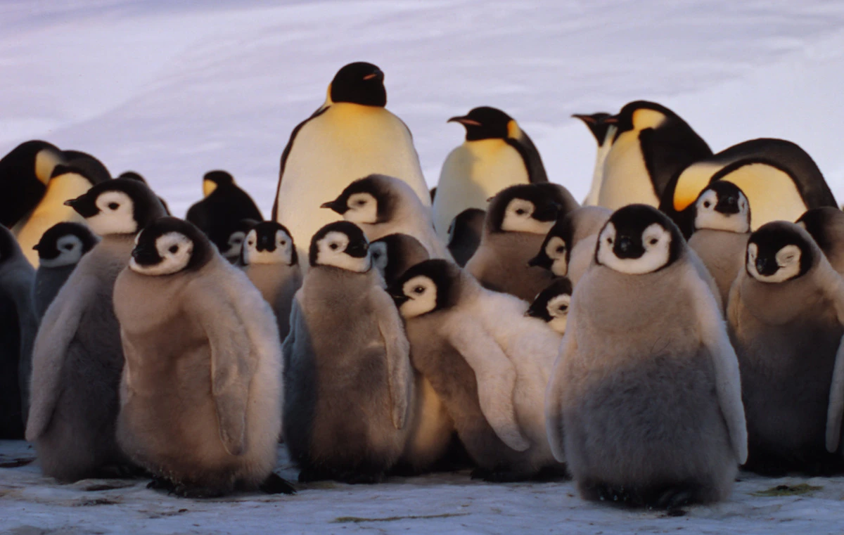 Kaiserpinguin-Küken bilden Kindergarten. Adulte Tiere im Hintergrund