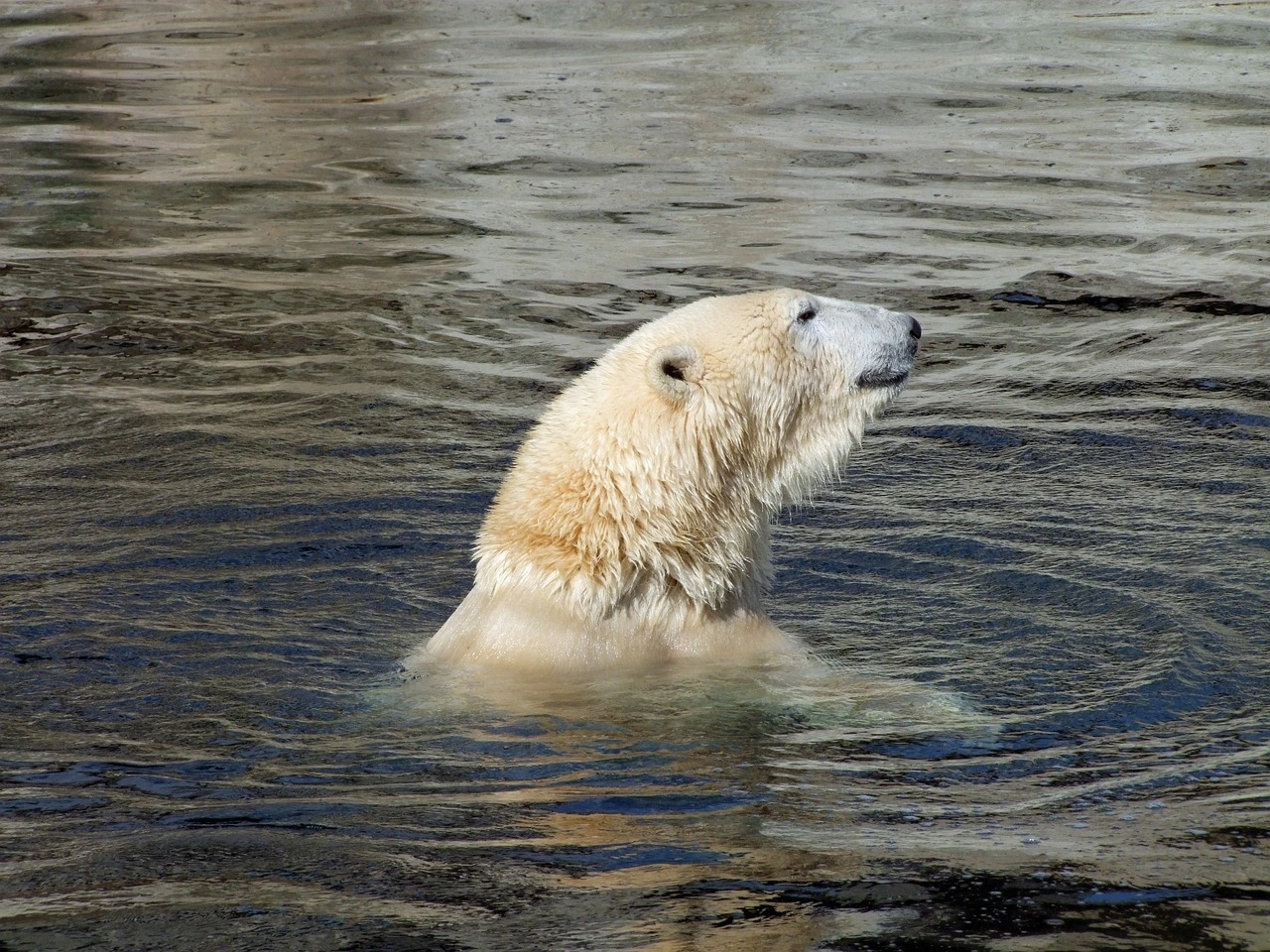 Das Foto zeigt einen Eisbär, der im Wasser schwimmt. Der Kopf schaut aus dem Wasser.